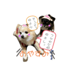 チワワ。パールおれお（個別スタンプ：8）