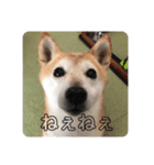 mimita2020（個別スタンプ：5）