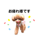 トイプードルのコロンの日常（個別スタンプ：8）