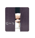 トイプードルのコロンの日常（個別スタンプ：22）