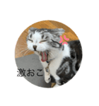 コスプレしがちなネコ（個別スタンプ：6）