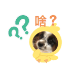 我家的狗寶貝（個別スタンプ：1）