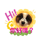 我家的狗寶貝（個別スタンプ：2）
