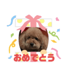 我家的狗寶貝（個別スタンプ：12）