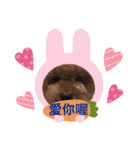我家的狗寶貝（個別スタンプ：17）