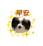 我家的狗寶貝（個別スタンプ：29）