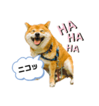 柴犬の八朔2（個別スタンプ：1）