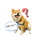 柴犬の八朔2（個別スタンプ：2）