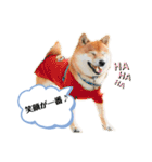 柴犬の八朔2（個別スタンプ：3）