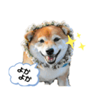 柴犬の八朔2（個別スタンプ：4）