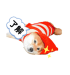 柴犬の八朔2（個別スタンプ：5）