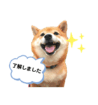 柴犬の八朔2（個別スタンプ：6）