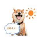 柴犬の八朔2（個別スタンプ：7）