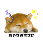 柴犬の八朔2（個別スタンプ：8）