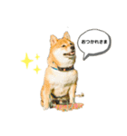 柴犬の八朔2（個別スタンプ：9）