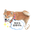 柴犬の八朔2（個別スタンプ：10）