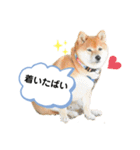 柴犬の八朔2（個別スタンプ：11）