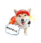 柴犬の八朔2（個別スタンプ：12）