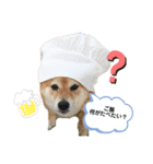 柴犬の八朔2（個別スタンプ：13）