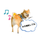 柴犬の八朔2（個別スタンプ：14）