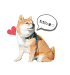 柴犬の八朔2（個別スタンプ：15）