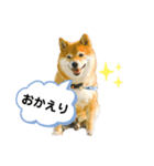 柴犬の八朔2（個別スタンプ：16）