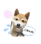 柴犬の八朔2（個別スタンプ：17）