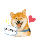 柴犬の八朔2（個別スタンプ：18）