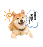 柴犬の八朔2（個別スタンプ：19）