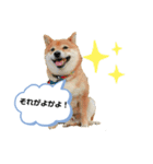 柴犬の八朔2（個別スタンプ：20）