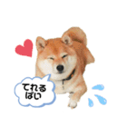 柴犬の八朔2（個別スタンプ：21）