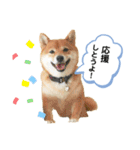 柴犬の八朔2（個別スタンプ：22）