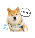 柴犬の八朔2（個別スタンプ：23）