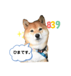 柴犬の八朔2（個別スタンプ：24）