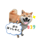 柴犬の八朔2（個別スタンプ：25）