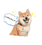柴犬の八朔2（個別スタンプ：26）