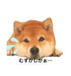 柴犬の八朔2（個別スタンプ：27）