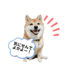 柴犬の八朔2（個別スタンプ：28）