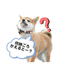 柴犬の八朔2（個別スタンプ：29）