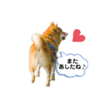 柴犬の八朔2（個別スタンプ：30）