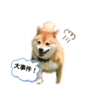 柴犬の八朔2（個別スタンプ：31）