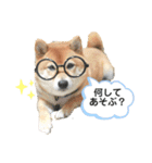 柴犬の八朔2（個別スタンプ：32）