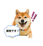 柴犬の八朔2（個別スタンプ：33）