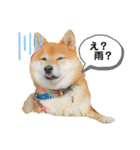 柴犬の八朔2（個別スタンプ：34）