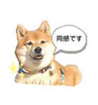柴犬の八朔2（個別スタンプ：35）