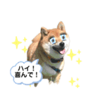 柴犬の八朔2（個別スタンプ：36）