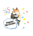 柴犬の八朔2（個別スタンプ：37）