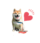 柴犬の八朔2（個別スタンプ：40）