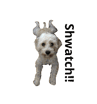 Itoku-Bowwow（個別スタンプ：26）
