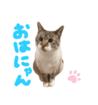 ハナつむじふたえ（個別スタンプ：2）